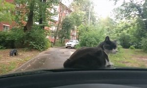 Only in Russia: Cat Takes a Nap on the Bonnet of a Moving Car