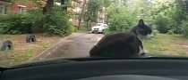 Only in Russia: Cat Takes a Nap on the Bonnet of a Moving Car