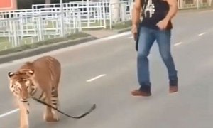Only in Russia: Tiger Jumps from Passenger Car, Runs into Traffic