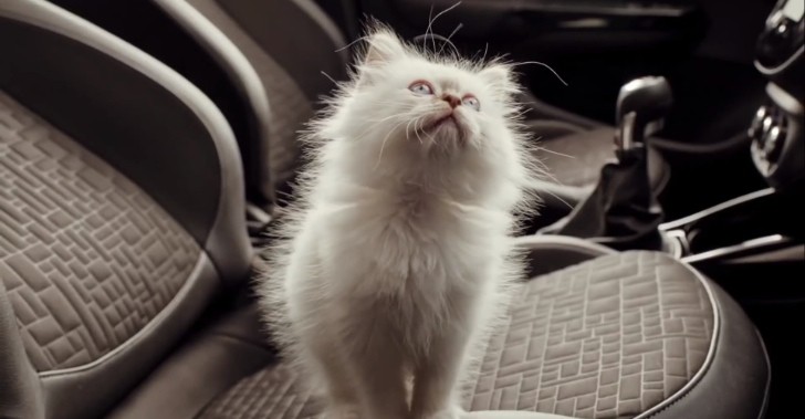 Opel Stuffs Many Adorable Kittens into a Car: Corsa Ad!