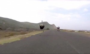 Ostrich Chasing Bicycle Riders Looks like a Cut-Scene from Jurassic Park