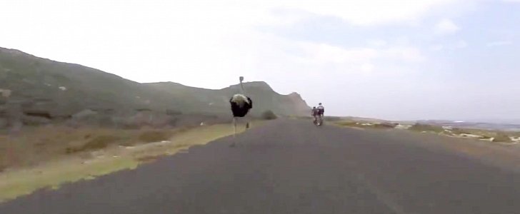 Ostrich chasing bicycle riders