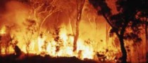 Over 100 Vintage Vehicles Lost in Victoria Bushfires