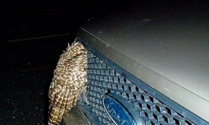 Owl Hit by Truck at 55 MPH Gets Lodged in Grille But Survives