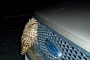 Owl Hit by Truck at 55 MPH Gets Lodged in Grille But Survives