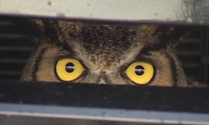 Owl Survives 138-mile Ride Trapped Inside SUV Grille