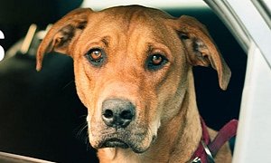 Owner Arrested After 3 Dogs Left Inside Hot Car Die