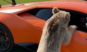 Owner Laughing as Bear Rips the Door Off a Lamborghini Huracan Is a Whole Vibe