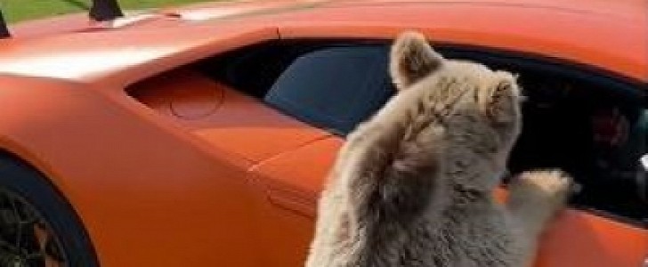 Arab Sheik has some fun with his bear cub, is wildly amused when it rips the door off his Lamborghini Huracan Performante