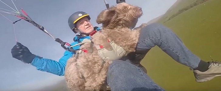 Henry the paragliding dog is Britain's bravest pet