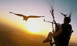 Parahawking Is When Birds of Prey Teach Humans How to Fly
