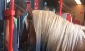 Passenger Takes Horse on a Train in Austria, is Forced Off