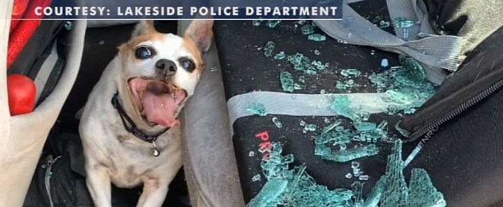 Pedro is rescued by Lakeside Police officer from 123-degree hot car