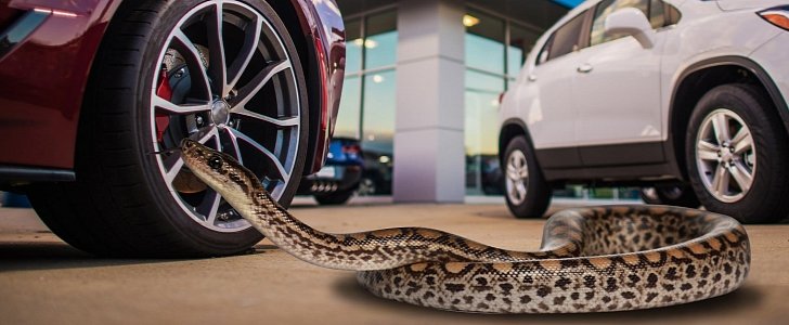 Pet snakes are known to come along for test drives