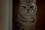Peugeot UK Commercial: Gary’s Cat / Just Add Fuel