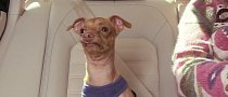 Phteven the Dog Does a Volkswagen Diesel Car Commercial