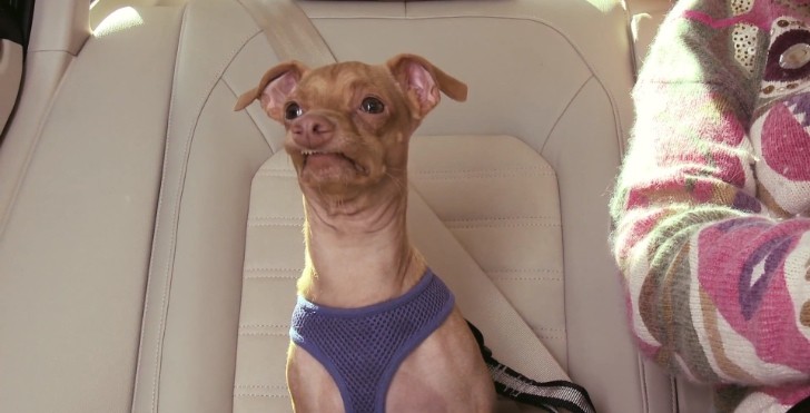 Phteven the Dog Does a Volkswagen Diesel Car Commercial - Video