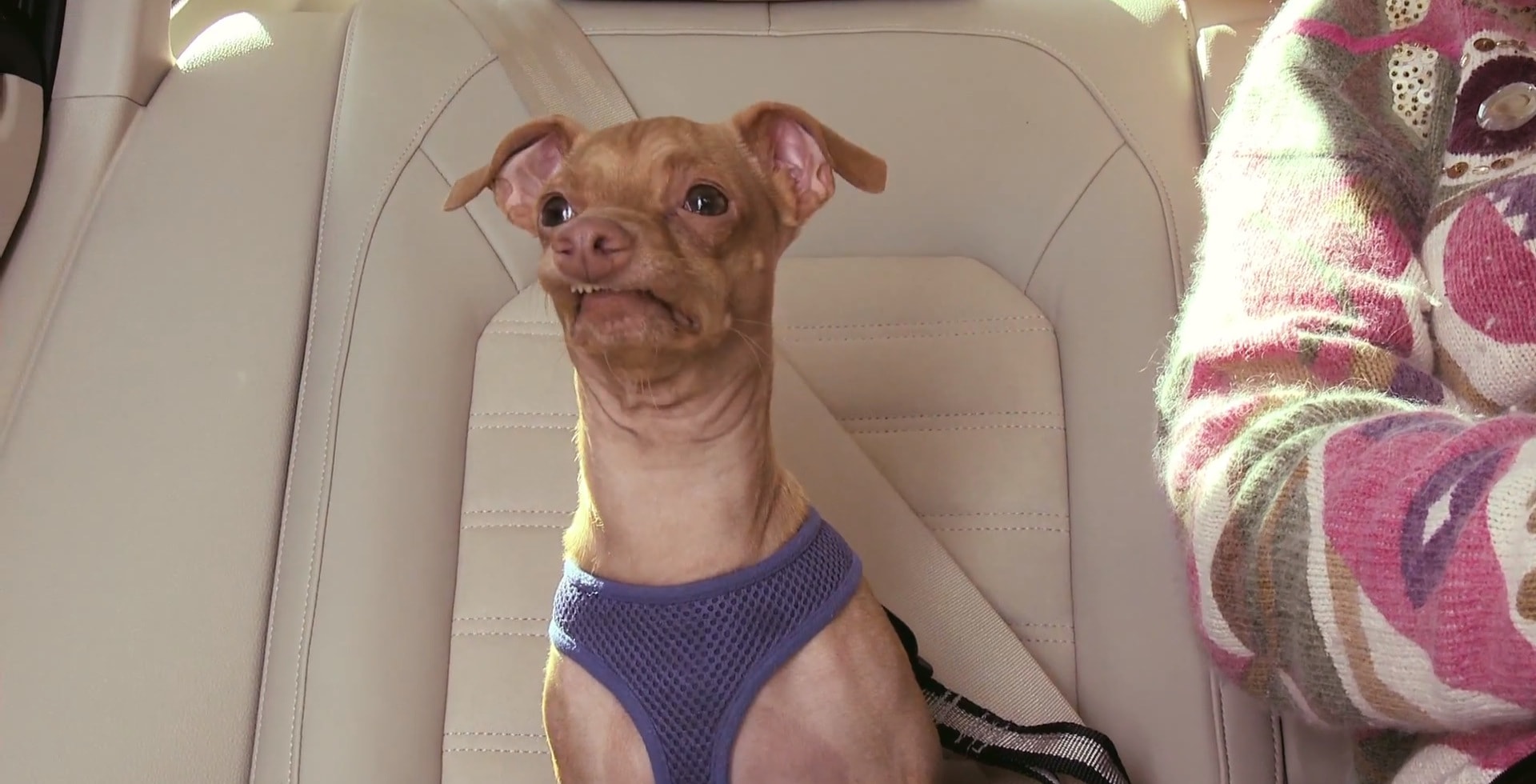 Phteven The Dog Does A Volkswagen Diesel Car Commercial Autoevolution