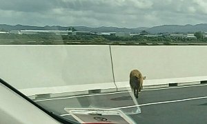 Pig Blocks Highway In New Zealand, Gets Arrested