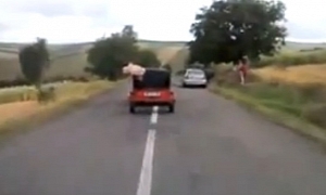 Pig Runs for Freedom Out of Moving Trailer