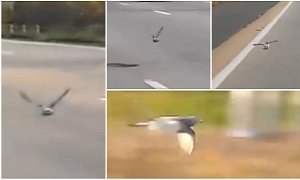 Pigeon Races Cars on Highway in Australia