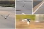 Pigeon Races Cars on Highway in Australia