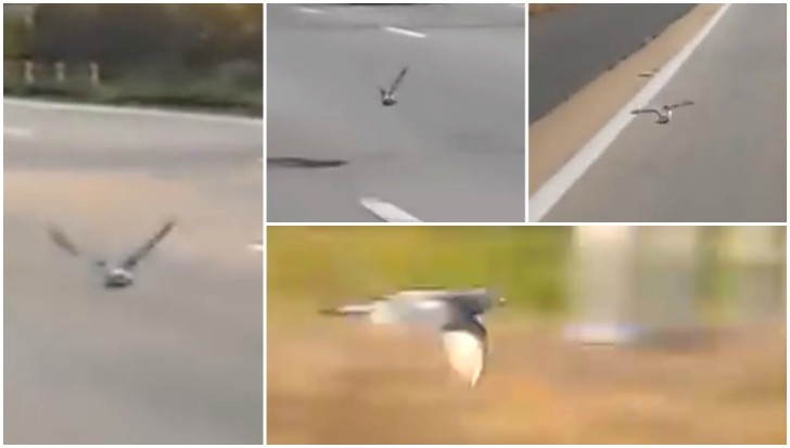 pigeon on highway