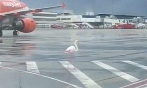 Pink Flamingo Elegantly Trolls Pilots, Staff at Palma Airport in Mallorca, Spain