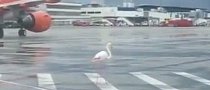 Pink Flamingo Elegantly Trolls Pilots, Staff at Palma Airport in Mallorca, Spain