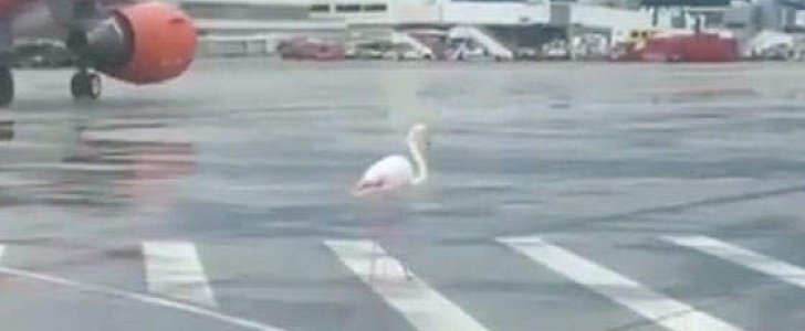Pink flamingo lands at Mallorca airport, causes minor chaos