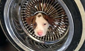 Pitbull Puppy Saved By Firefighters After It Got Stuck in a Wheel