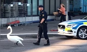 Police Officer Chases Swan During Rush Hour in Sweden