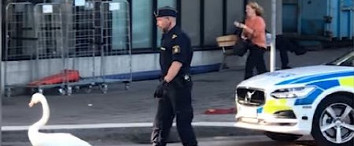 Policeman in Sweden chases swan during morning rush hour