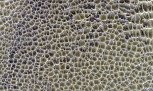Polygonal Dunes Look Like Sea Sponges Seen From High Above Mars