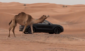 Porsche Releases New Video of Macan Playing with Camels