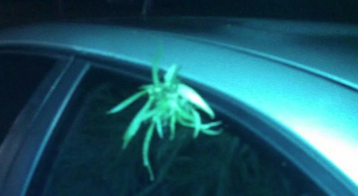 Punks Get Charged After Cops Find Marijuana Plant Hanging Out Of Their Car