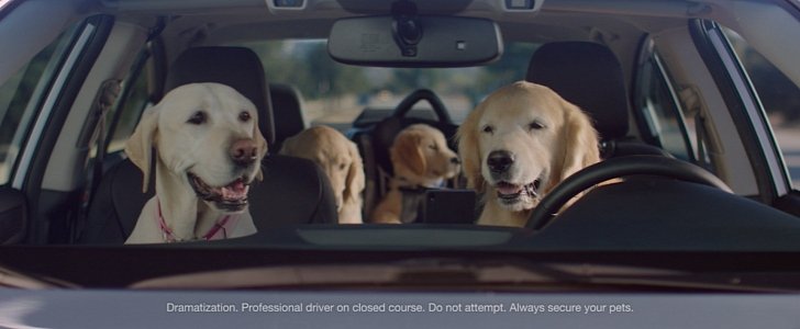 Puppy Bowl 2016: Subaru's Family of Lovable Dogs Drive Cars, Melt Hearts