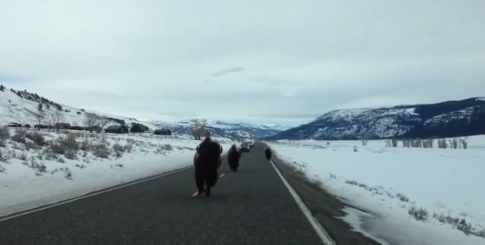 Raged Bison Ramming Car Makes You Think of Matthew McConaughey’s Ad 