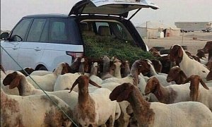 Range Rover Used as Sheep Feeder: Arab Hillbillies?