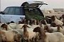 Range Rover Used as Sheep Feeder: Arab Hillbillies?
