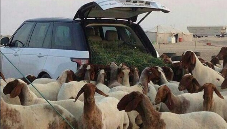 Sheep in a Range Rover