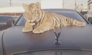 Rapper Tyga Gets a Tiger to Go with His Rolls-Royce