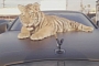 Rapper Tyga Gets a Tiger to Go with His Rolls-Royce