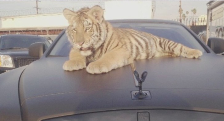 Tyga's Tiger on top of a Rolls-Royce