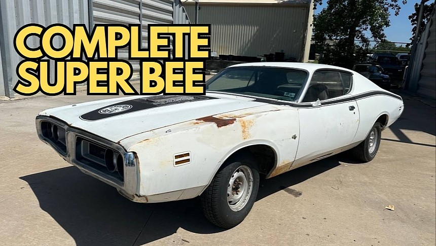Super Bee fight for survival