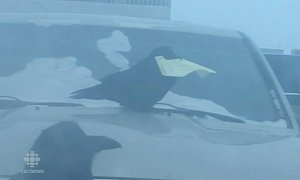 Raven Demonstrates That Birds Can Hurt Your Car In Weird Ways