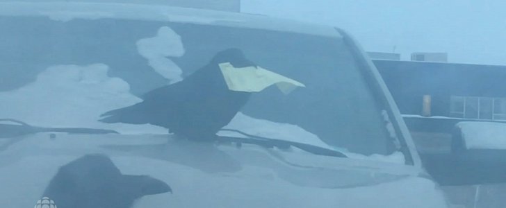 Raven rips up parking ticket from a car's wiper