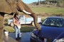 Real Elephant Car Wash, Flintstones Style