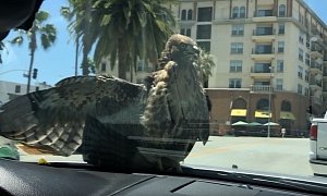 Red-Tail Hawk Hitches a 15-Minute Ride on Car Hood in Los Angeles