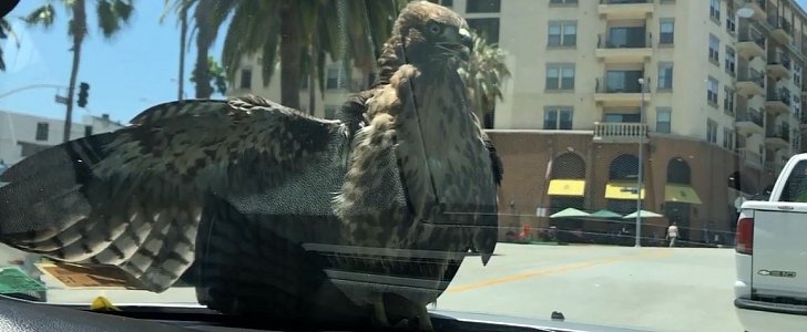 Red-tail hawk, presumably a fledge, hitches a ride on car hood in LA